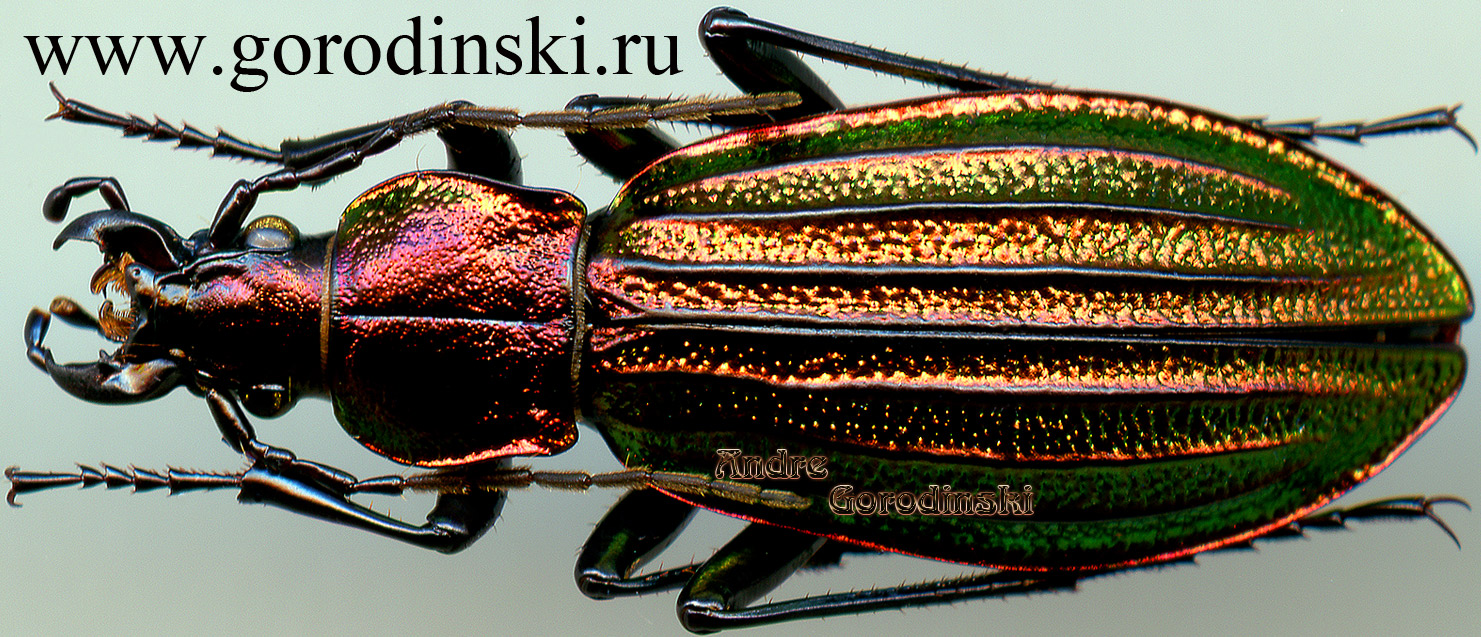 http://www.gorodinski.ru/carabus/Megodontus kolbei chishimanus.jpg